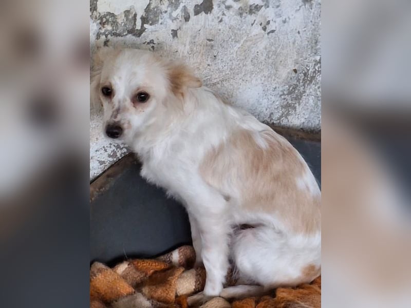 Isara, geb. ca. 07/2024, lebt in GRIECHENLAND, auf einer privaten Pflegestelle