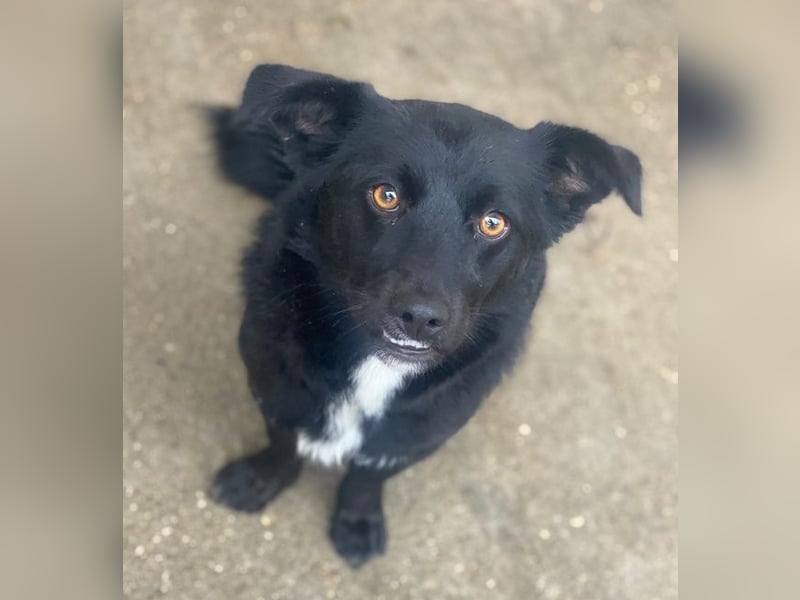 Orrin, geb. ca. 11/2024, lebt in GRIECHENLAND, im städt. Tierheim Serres