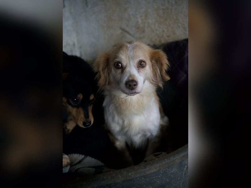 Milona, geb. ca. 10/2020, lebt in GRIECHENLAND, auf einer privaten Pflegestelle