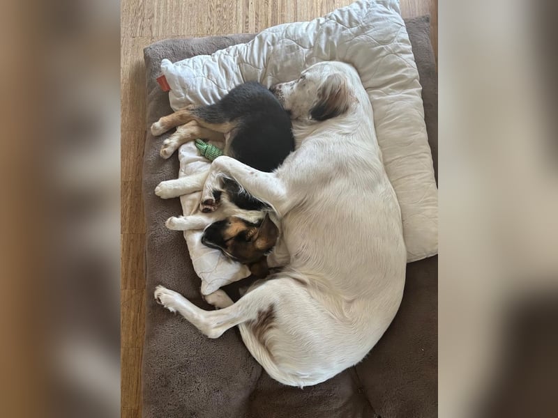 Boreas, geb. ca. 10/2025, lebt auf einer Pflegestelle in 69151 Neckargemünd