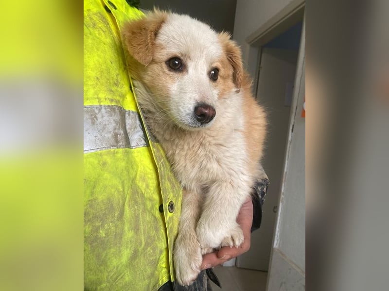 Frederic, geb. ca. 08/2025, lebt auf einer Pflegestelle in 79576 Weil am Rhein