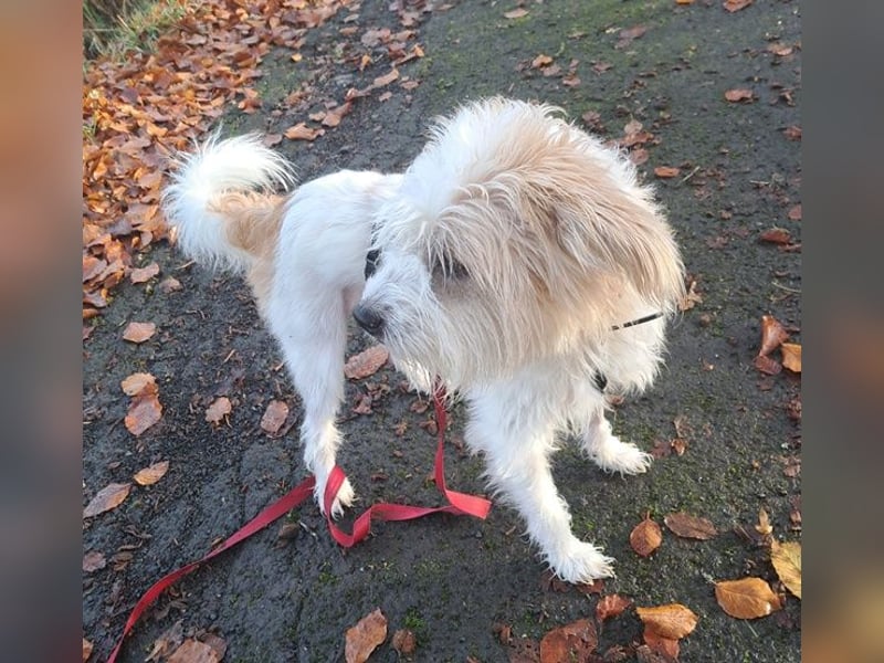 Eko, geb. ca 11/2021, lebt auf einer Pflegestelle in 53940 Hellenthal