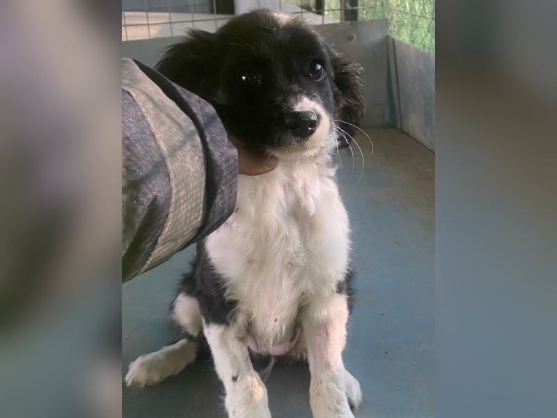 Ada, 09/2025, lebt in GRIECHENLAND, auf einer privaten Pflegestelle