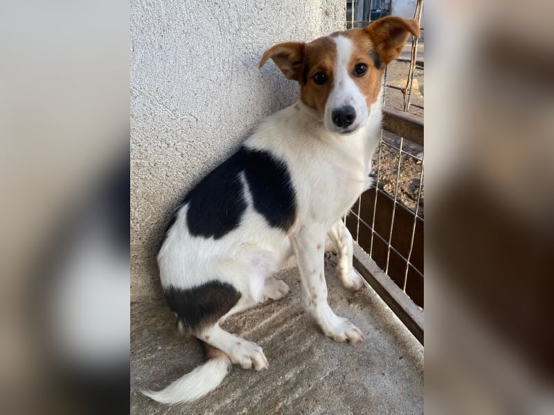 Freydis, geb. ca. 07/2025, lebt in GRIECHENLAND, im städt. Tierheim Serres