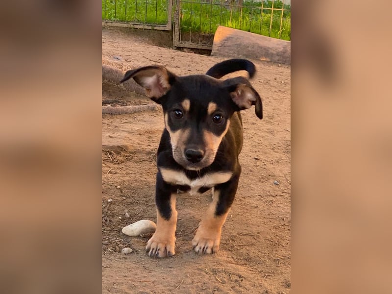 Spirelli, geb. ca. 08/2025, lebt in GRIECHENLAND, auf einer privaten Pflegestelle