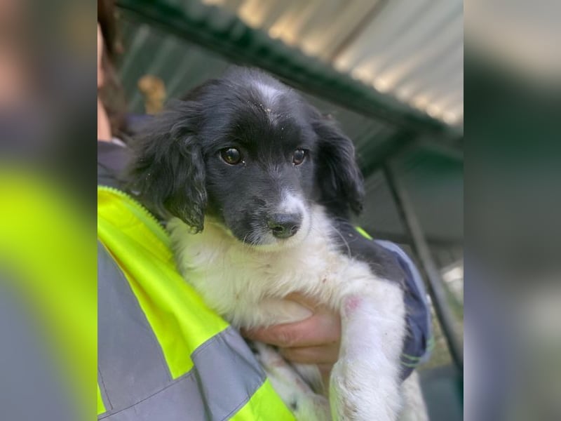 Ada, 09/2025, lebt in GRIECHENLAND, auf einer privaten Pflegestelle