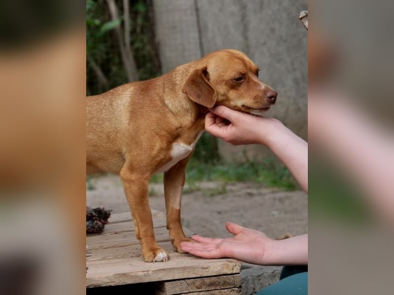 Ed, geb. 03.09.2022, lebt in GRIECHENLAND, auf einer privaten Pflegestelle