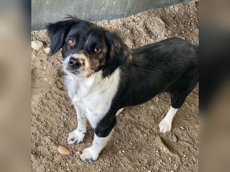 Noor, geb. ca. 08/2024, lebt in GRIECHENLAND, auf einer privaten Pflegestelle