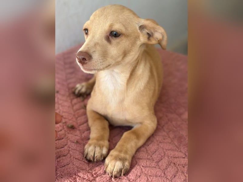 Olive, geb. ca. 06/2026, lebt in GRIECHENLAND, auf einer privaten Pflegestelle