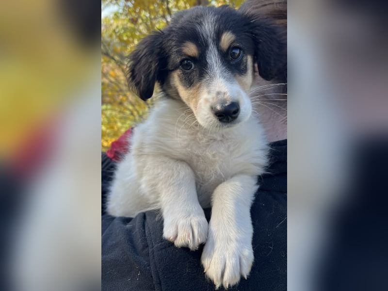 Fridolin, geb. ca. 07/2025, lebt in GRIECHENLAND, auf einer privaten Pflegestelle