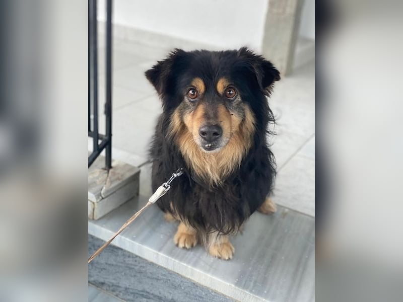 Jacub, geb. ca. 08/2023, lebt in GRIECHENLAND, im städt. Tierheim Serres