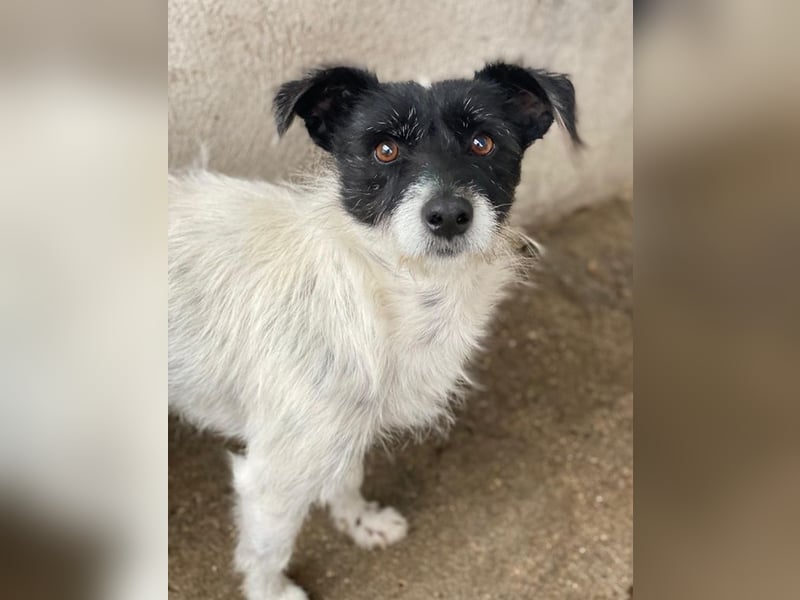 Tarus, geb. ca. 11/2024, lebt in GRIECHENLAND, im städt. Tierheim Serres