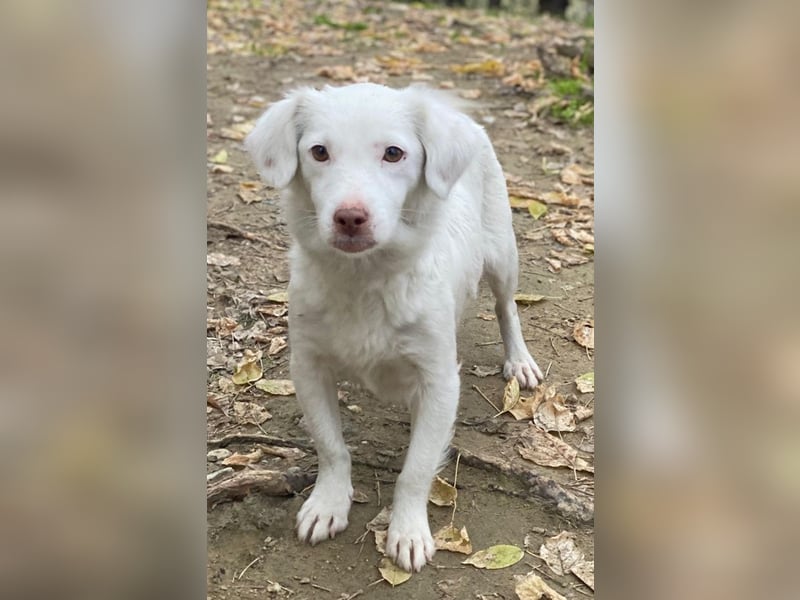 Holiday, geb. ca. 07/2024, lebt in GRIECHENLAND, auf einer privaten Pflegestelle