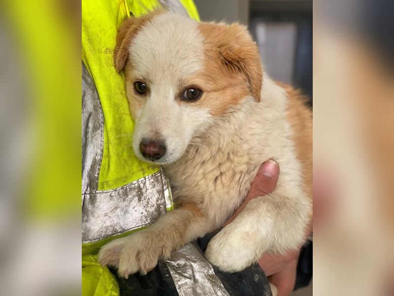 Frederic, geb. ca. 08/2025, lebt auf einer Pflegestelle in 79576 Weil am Rhein