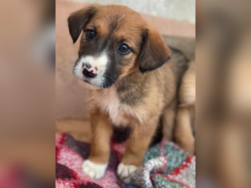 Pinkie, geb. ca. 11/2025, lebt in GRIECHENLAND, im städt. Tierheim Serres