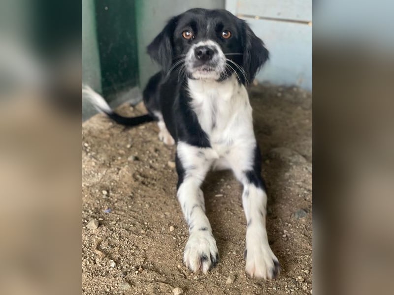 Noor, geb. ca. 08/2024, lebt in GRIECHENLAND, auf einer privaten Pflegestelle