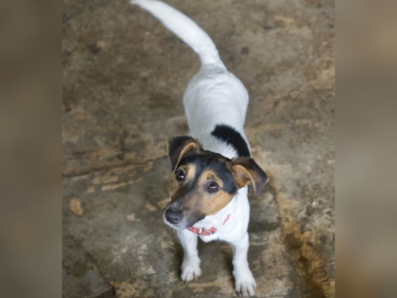 Möök, geb. ca. 04/2025, lebt in GRIECHENLAND, auf einer privaten Pflegestelle