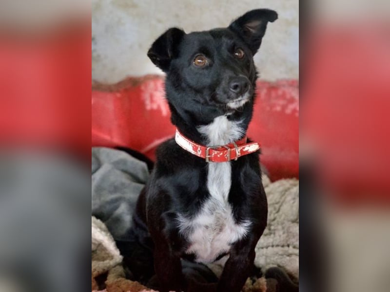  Misty, geb. ca. 11/2023, lebt in GRIECHENLAND, auf einer privaten Pflegestelle