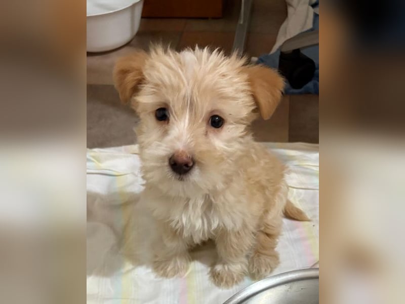 Norberta, geb. ca. 11/2025, lebt in GRIECHENLAND, auf einer privaten Pflegestelle