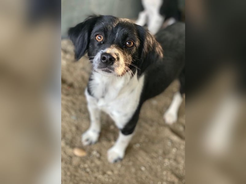 Noor, geb. ca. 08/2024, lebt in GRIECHENLAND, auf einer privaten Pflegestelle