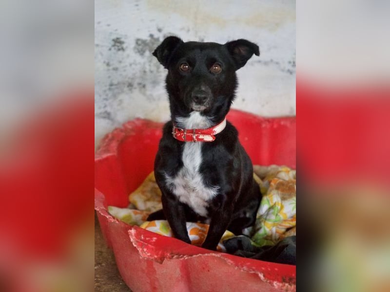  Misty, geb. ca. 11/2023, lebt in GRIECHENLAND, auf einer privaten Pflegestelle