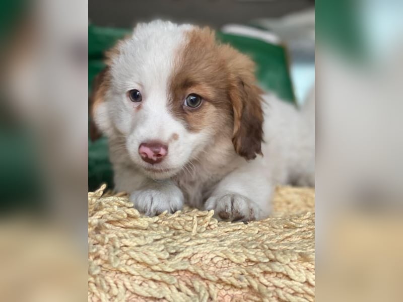 Milos, geb. ca. 10/2025, lebt in GRIECHENLAND, auf einer privaten Pflegestelle