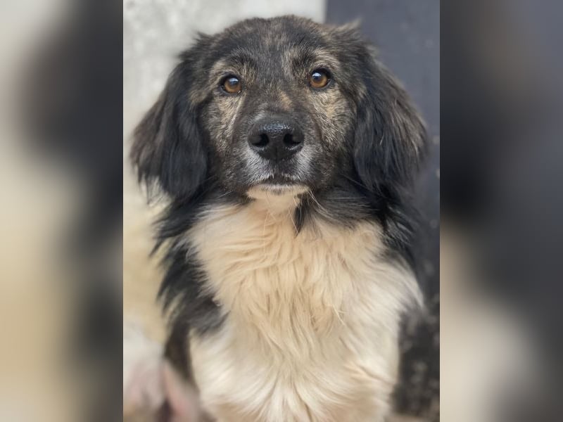 Achilles, geb. ca. 04/2025, lebt in GRIECHENLAND, im städt. Tierheim Serres