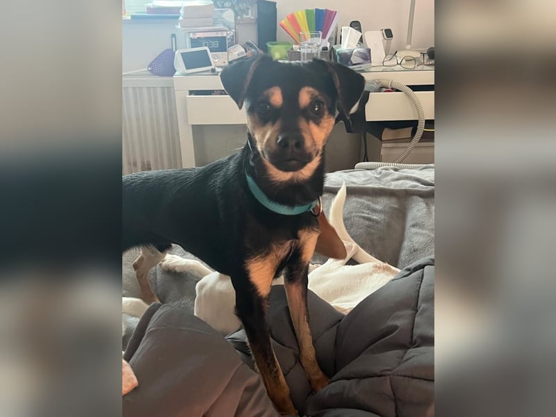 Phil, geb. ca. 12/2024, lebt auf einer Pflegestelle in 53879 Euskirchen, VERMITTLUNGSHILFE