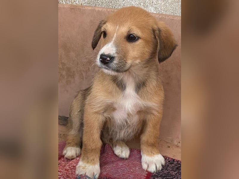 Sanna, geb. ca. 11/2025, lebt in GRIECHENLAND, im städt. Tierheim Serres