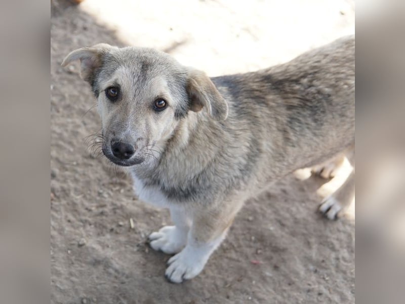 Wursti, geb. ca. 09/2025, lebt in GRIECHENLAND, im städt. Tierheim Serres