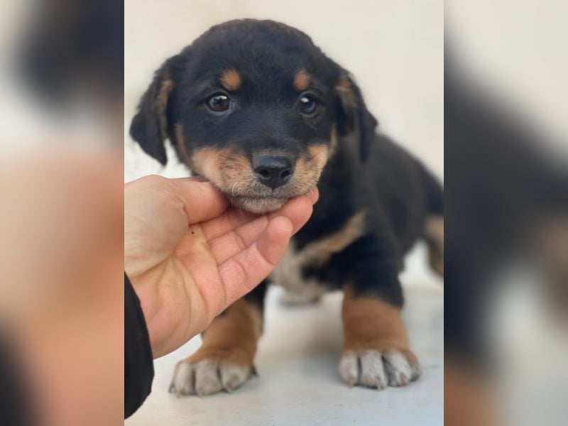 Tinos, geb. ca. 10/2025, lebt bei einer Familie in 12355 Berlin, Vermittlungshilfe