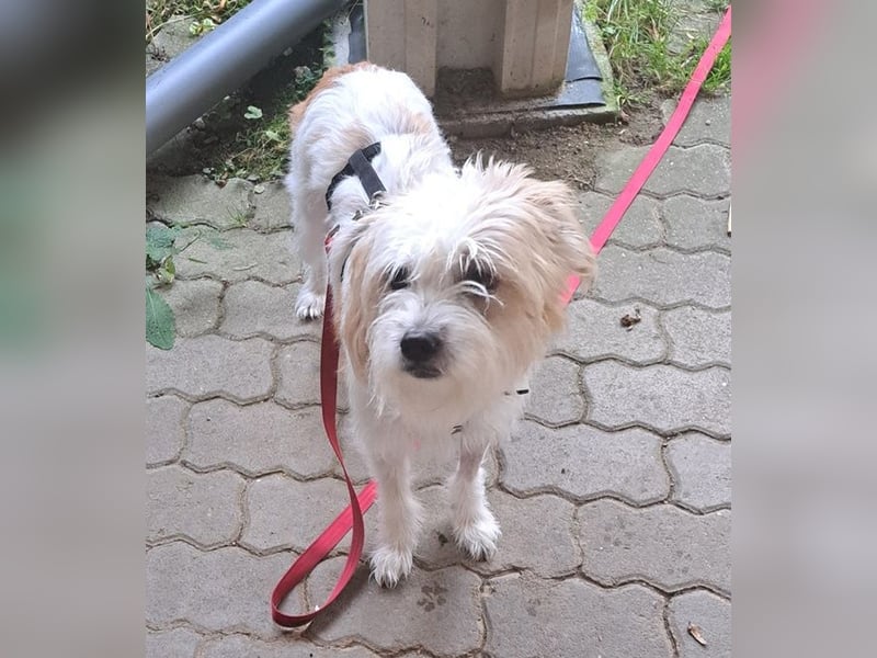 Eko, geb. ca. 11/2021, lebt auf einer Pflegestelle in 54647 Dudeldorf