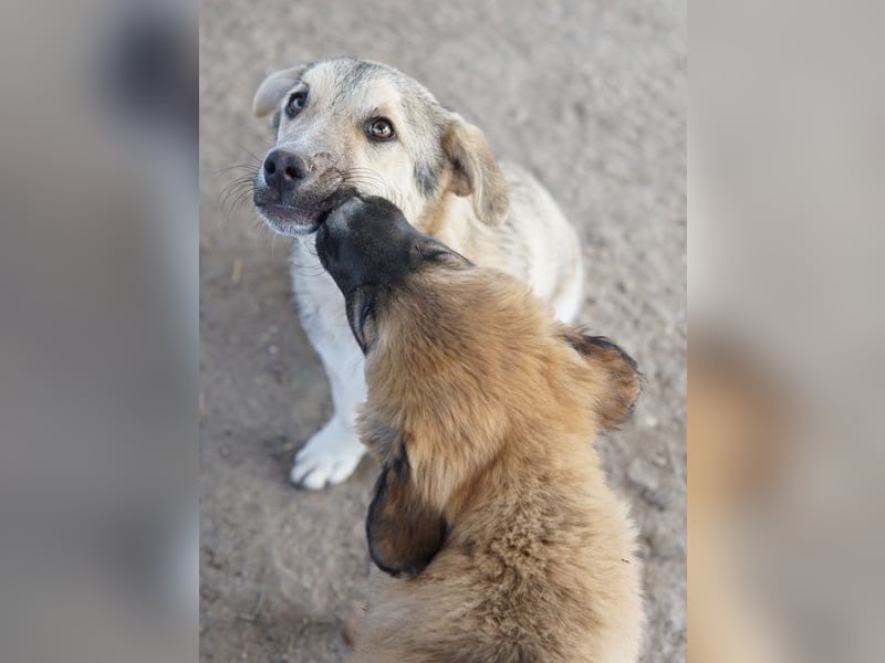 Wursti, geb. ca. 09/2025, lebt in GRIECHENLAND, im städt. Tierheim Serres