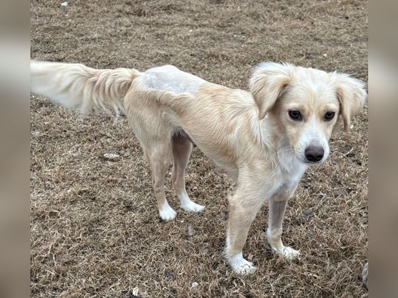 Hazel, geb. ca.02/2025, lebt in GRIECHENLAND, auf einer privaten Pflegestelle