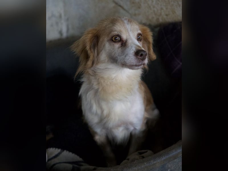 Milona, geb. ca. 10/2020, lebt in GRIECHENLAND, auf einer privaten Pflegestelle