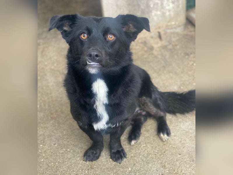 Orrin, geb. ca. 11/2024, lebt in GRIECHENLAND, im städt. Tierheim Serres