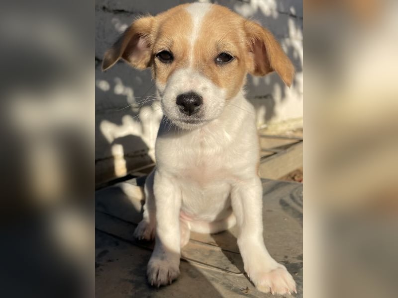 Elfie, geb. ca. 08/2025, lebt in GRIECHENLAND, auf einer privaten Pflegestelle