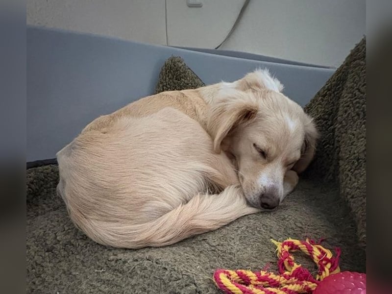 Hazel, geb. ca.02/2025, lebt in GRIECHENLAND, auf einer privaten Pflegestelle