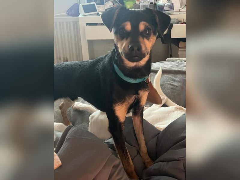 Phil, geb. ca. 12/2024, lebt auf einer Pflegestelle in 53879 Euskirchen, VERMITTLUNGSHILFE