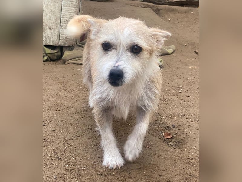 Trulla, geb. ca. 05/2024, lebt in GRIECHENLAND, auf einer privaten Pflegestelle