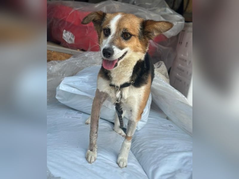 Foxy, geb. ca. 06/2024, lebt in GRIECHENLAND, auf einer privaten Pflegestelle
