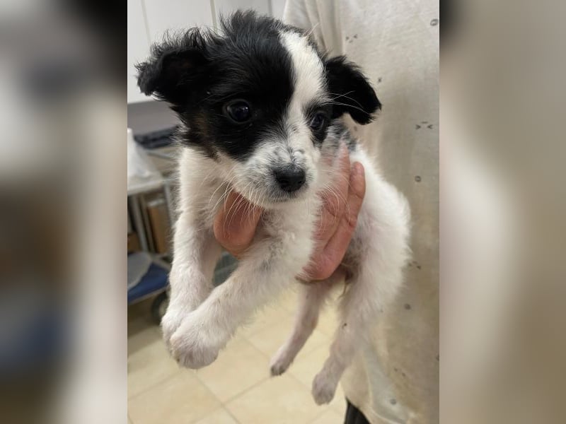 Louise, geb. ca. 08/2025, lebt in GRIECHENLAND, auf einer privaten Pflegestelle