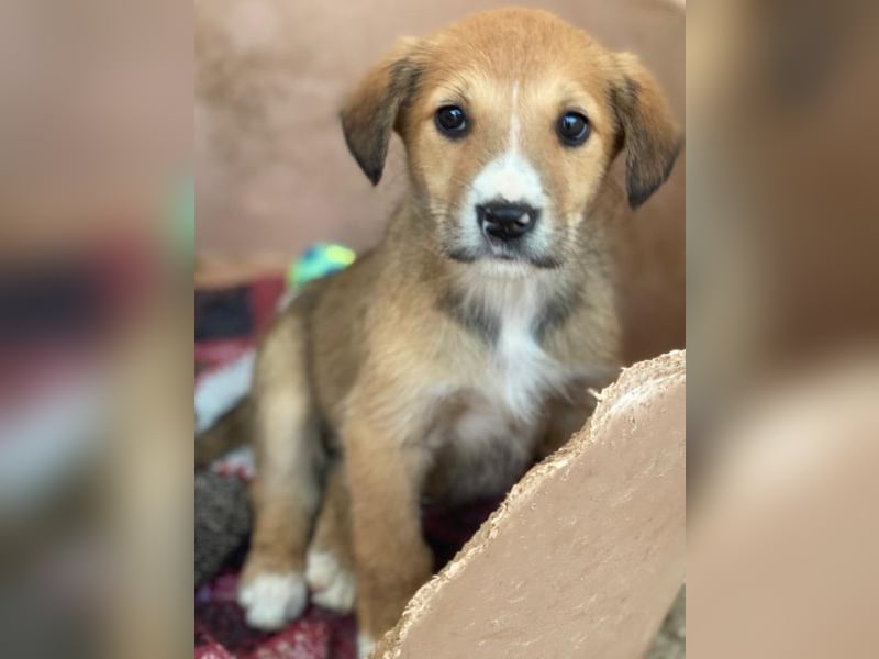 Sanna, geb. ca. 11/2025, lebt in GRIECHENLAND, im städt. Tierheim Serres