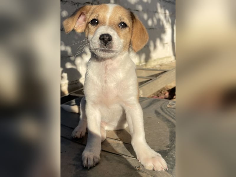 Elfie, geb. ca. 08/2025, lebt in GRIECHENLAND, auf einer privaten Pflegestelle