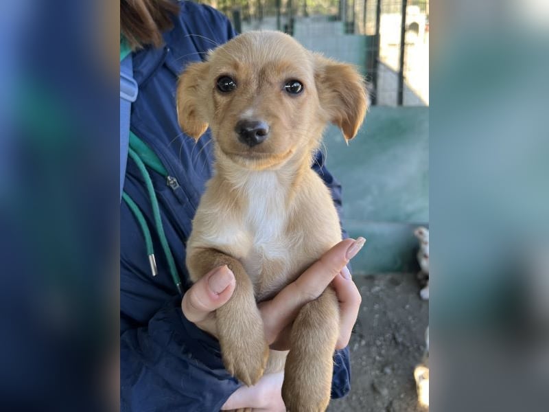 Loni, geb. ca. 08/2025, lebt in GRIECHENLAND, auf einer privaten Pflegestelle