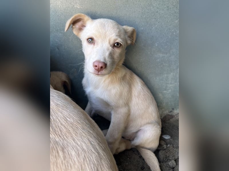 Francky Stanley, geb. ca. 08/2025, lebt in GRIECHENLAND, auf einer privaten Pflegestelle