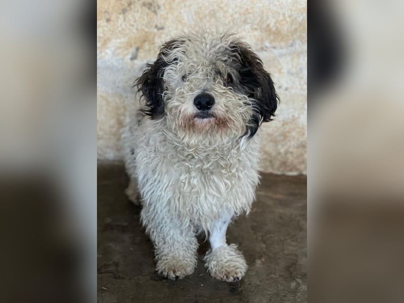 Günni, geb. ca. 12/2023, lebt auf einer Pflegestelle in 45896 Gelsenkirchen