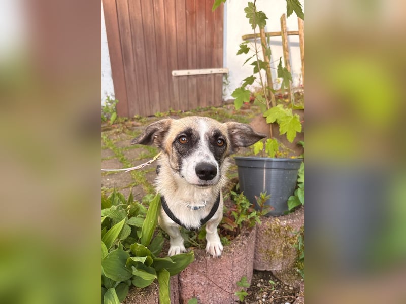 Mirabelle, geb. ca. 06/2025, lebt auf einer Pflegestelle in 95168 Marktleuthen, Vermittlungshilfe