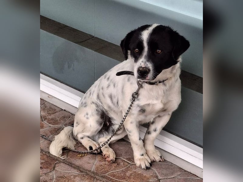 Skittles, geb. ca. 12/2023, lebt in GRIECHENLAND, auf einer privaten Pflegestelle