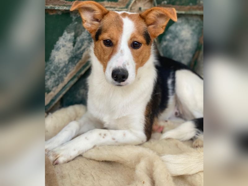 Freydis, geb. ca. 07/2025, lebt in GRIECHENLAND, im städt. Tierheim Serres